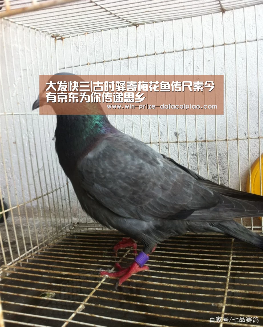 大发快3计划